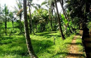 Land For Sale 27 Are Near Ubud, Bali AG505