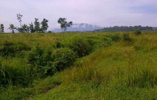 Dijual Tanah Luas 20 Hektar Dekat Jalan Raya Puncak, Cisarua AG513