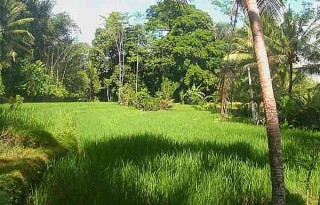 Dijual Tanah 27 Are di Bongkasa Dekat Ubud, Bali AG570