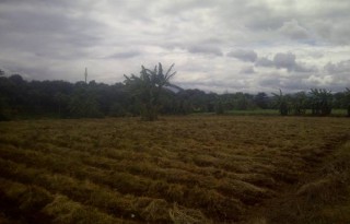 Dijual Tanah Strategis 20 Hektar di Kemang, Bogor P0443