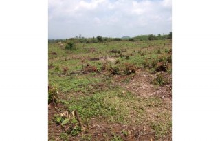 [TERJUAL] Tanah Kebun Luas 5,3 Hektar di Cipining Cigudeg, Bogor PR853