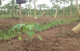 Jual Tanah Perkebunan Masih Berproduksi, Subang, Jawa Barat P0537