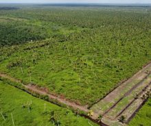 Jual Tanah Luas 30 Hektar di Mempawah, Kalimantan Barat AG2014
