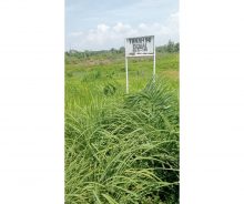 Dijual Tanah Pinggir Jalan Raya Seluas 1,1 Hektar di Dumai AG2015